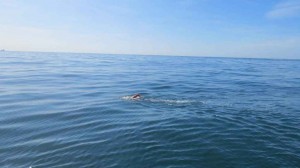 swimming_5